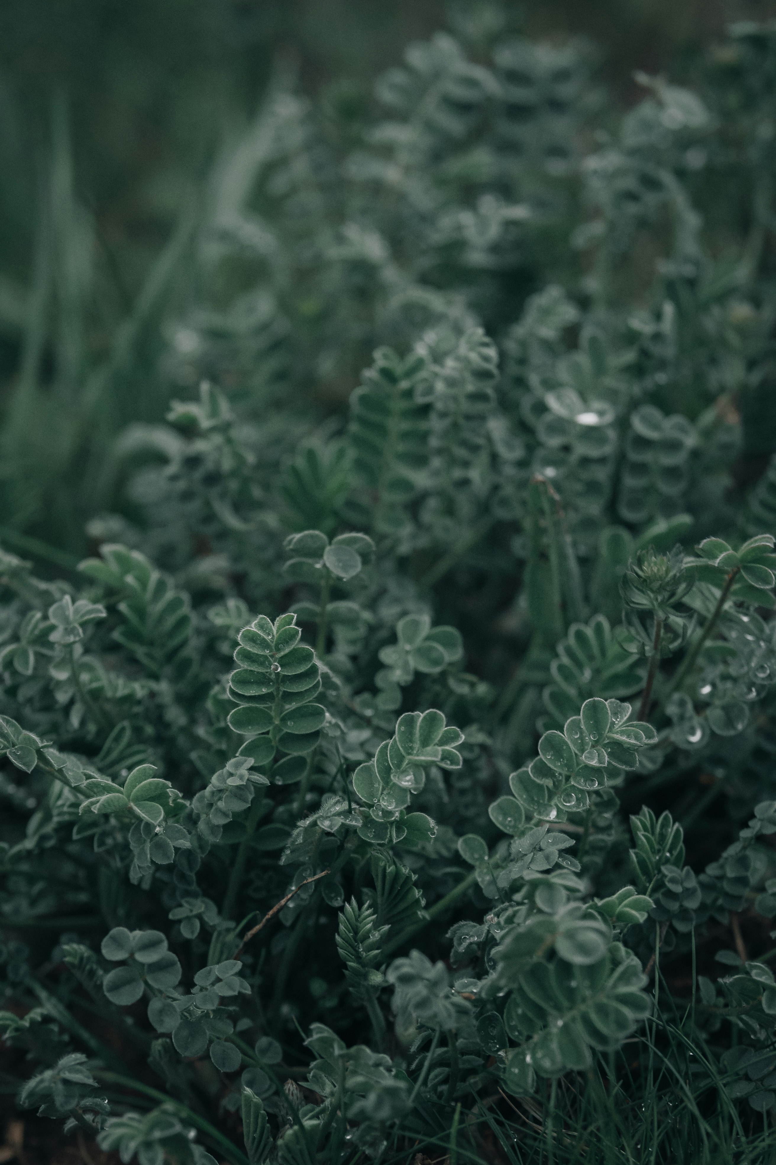 green plant in close up photography